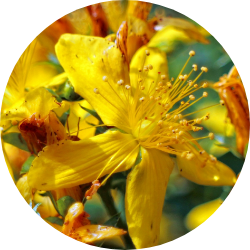 セイヨウオトギリソウ