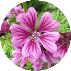 セイヨウノコギリソウ