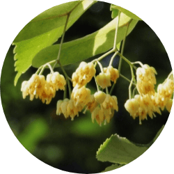 フユボダイジュ